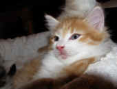 tomcat_7wo_5.jpg.jpg (124584 Byte)