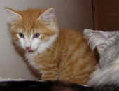 tomcat_8wo_8.jpg.jpg (139672 Byte)