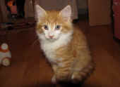 tomcat_9wo_6.jpg.jpg (120836 Byte)