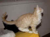 tristan_10wo_5.jpg.jpg (115011 Byte)