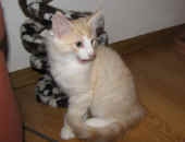 tristan_11wo_2.jpg.jpg (119928 Byte)
