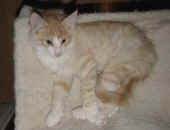 tristan_14wo_5.jpg.jpg (121803 Byte)