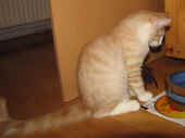 tristan_17wo_2.jpg.jpg (116494 Byte)
