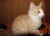 tristan_18wo_1.jpg.jpg (113423 Byte)
