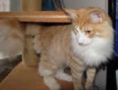 tristan_1J_1wo_2.jpg.jpg (135987 Byte)