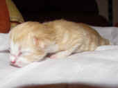 tristan_1t_5.jpg.jpg (111342 Byte)