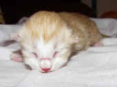 tristan_1t_6.jpg.jpg (120825 Byte)
