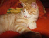 tristan_24wo_3.jpg.jpg (130227 Byte)