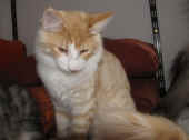 tristan_25wo_1.jpg.jpg (96558 Byte)