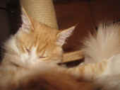 tristan_28wo_2.jpg.jpg (130601 Byte)