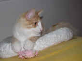 tristan_29wo_4.jpg.jpg (98832 Byte)