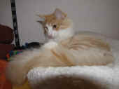 tristan_31wo_1.jpg.jpg (100073 Byte)