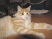 tristan_35wo_1.jpg.jpg (100024 Byte)