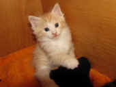 tristan_36t_3.jpg.jpg (112136 Byte)