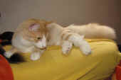 tristan_37wo_1.jpg.jpg (94607 Byte)