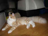 tristan_38wo_5.jpg.jpg (109784 Byte)