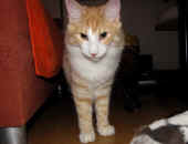 tristan_42wo_7.jpg.jpg (114806 Byte)