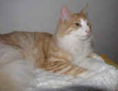 tristan_45wo_4.jpg.jpg (103200 Byte)