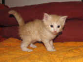 tristan_4wo_5.jpg.jpg (134276 Byte)