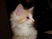 tristan_7wo_5.jpg.jpg (94253 Byte)