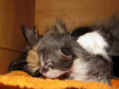 7urania_1wo_4.jpg.jpg (172008 Byte)