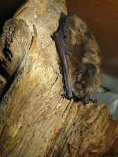 gro�e_bartfledermaus.jpg (104374 Byte)