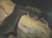 nlei_20051113_2.jpg (116840 Byte)